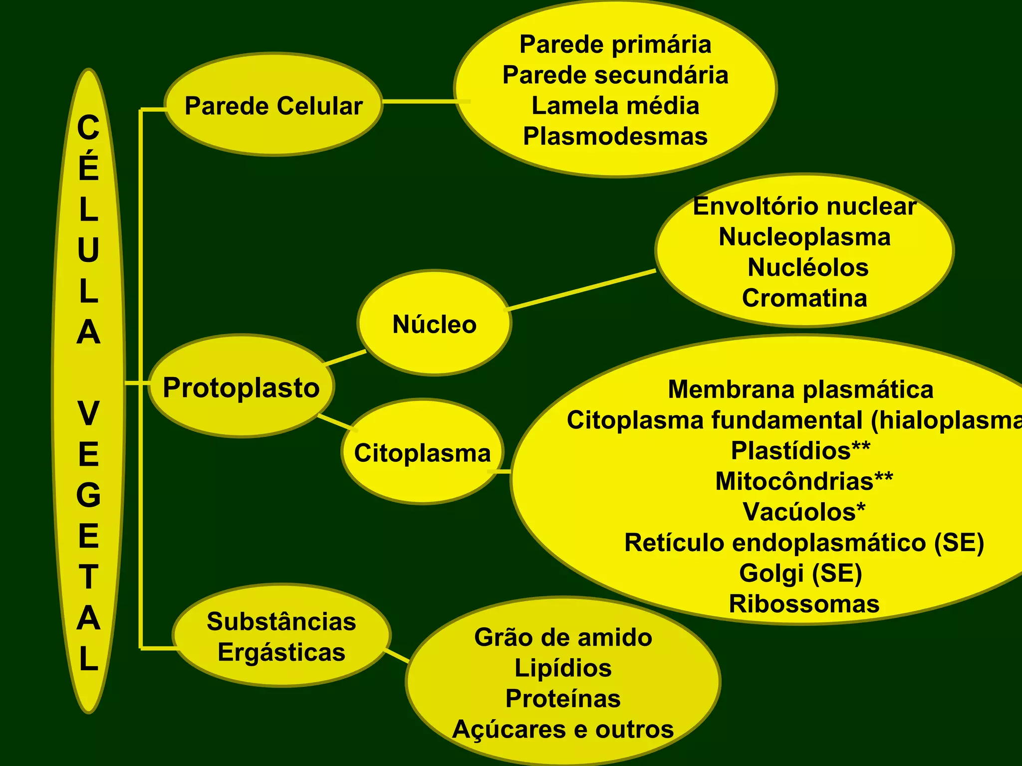 C É L U L A V E G E T A L Parede Celular Núcleo Protoplasto Substâncias Ergásticas Parede primária Parede secundária Lamela média Plasmodesmas Citoplasma Envoltório nuclear Nucleoplasma Nucléolos Cromatina Membrana plasmática Citoplasma fundamental (hialoplasma) Plastídios** Mitocôndrias** Vacúolos* Retículo endoplasmático (SE) Golgi (SE) Ribossomas Grão de amido Lipídios Proteínas Açúcares e outros 