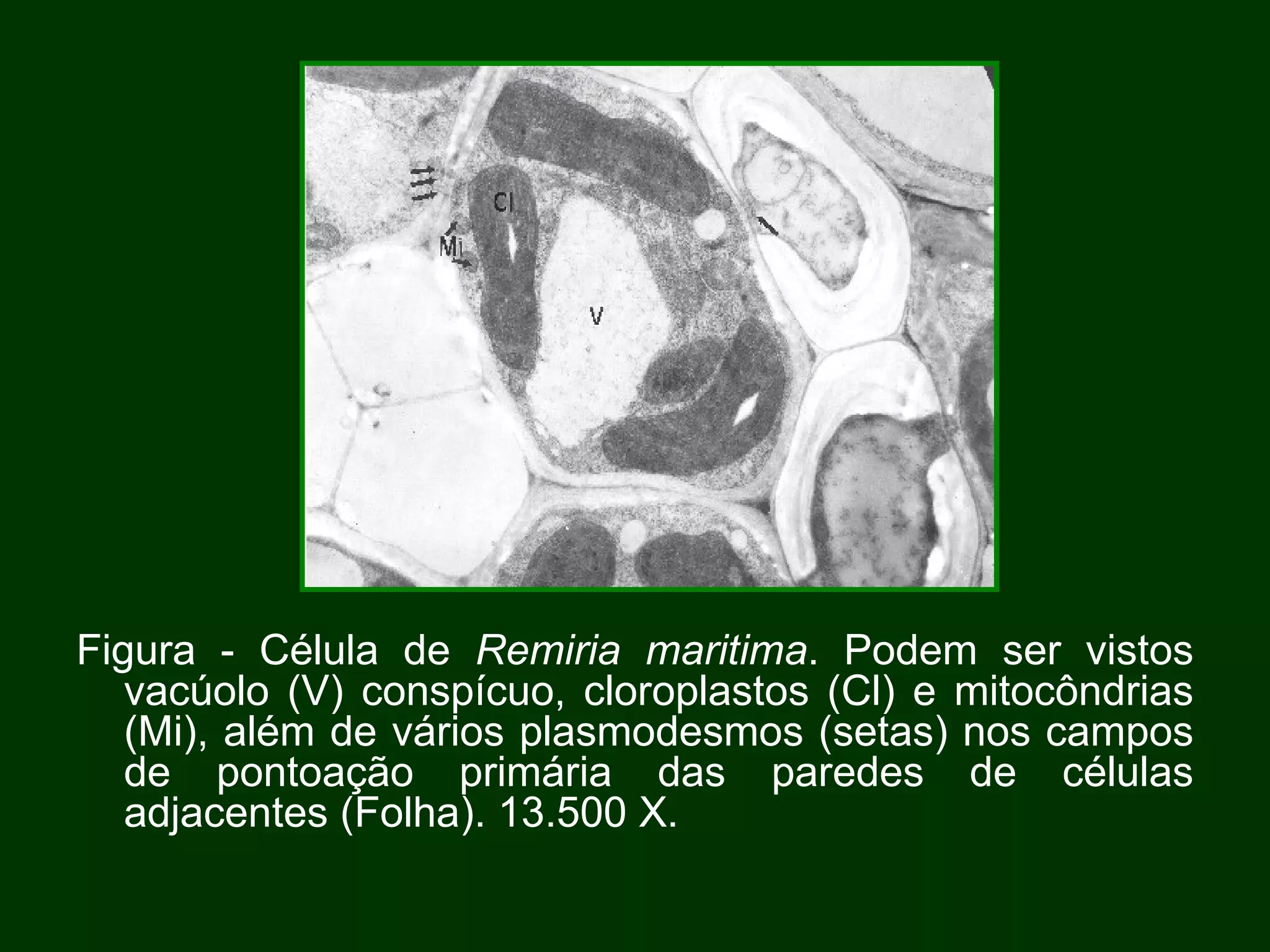 Figura - Célula de  Remiria maritima . Podem ser vistos vacúolo (V) conspícuo, cloroplastos (Cl) e mitocôndrias (Mi), além de vários plasmodesmos (setas) nos campos de pontoação primária das paredes de células adjacentes (Folha). 13.500 X. 
