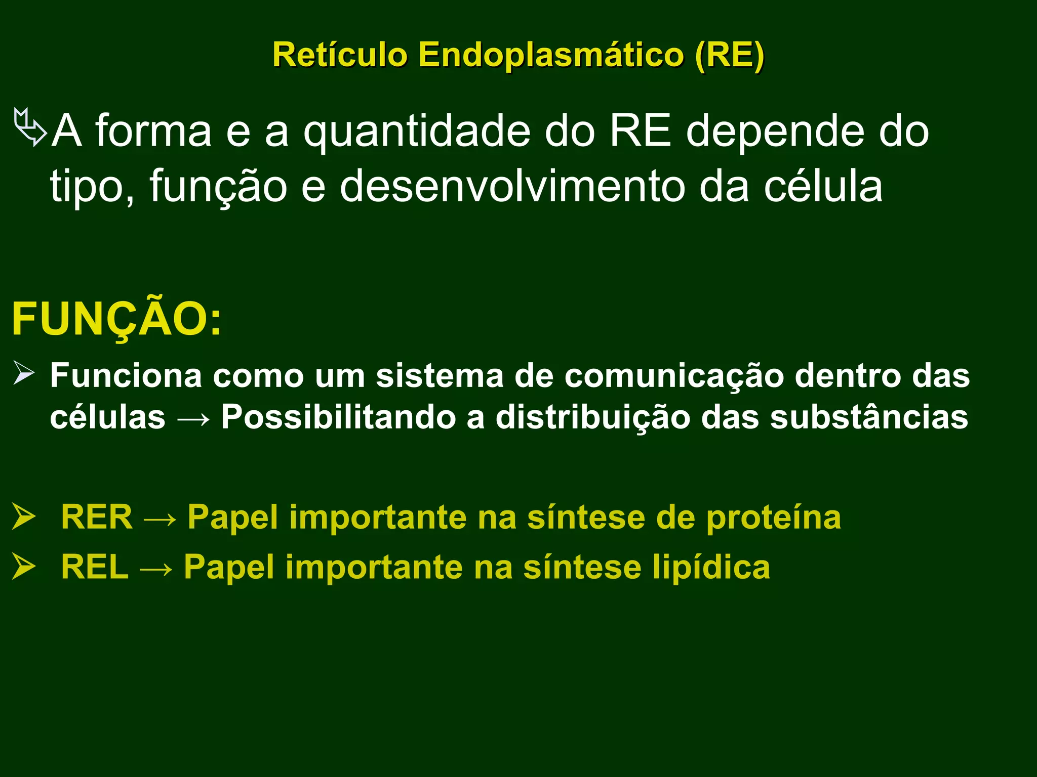 Retículo Endoplasmático (RE) A forma e a quantidade do RE depende do tipo, função e desenvolvimento da célula FUNÇÃO: Funciona como um sistema de comunicação dentro das células  -> Possibilitando a distribuição das substâncias    RER  -> Papel importante na síntese de proteína    REL -> Papel importante na síntese lipídica 