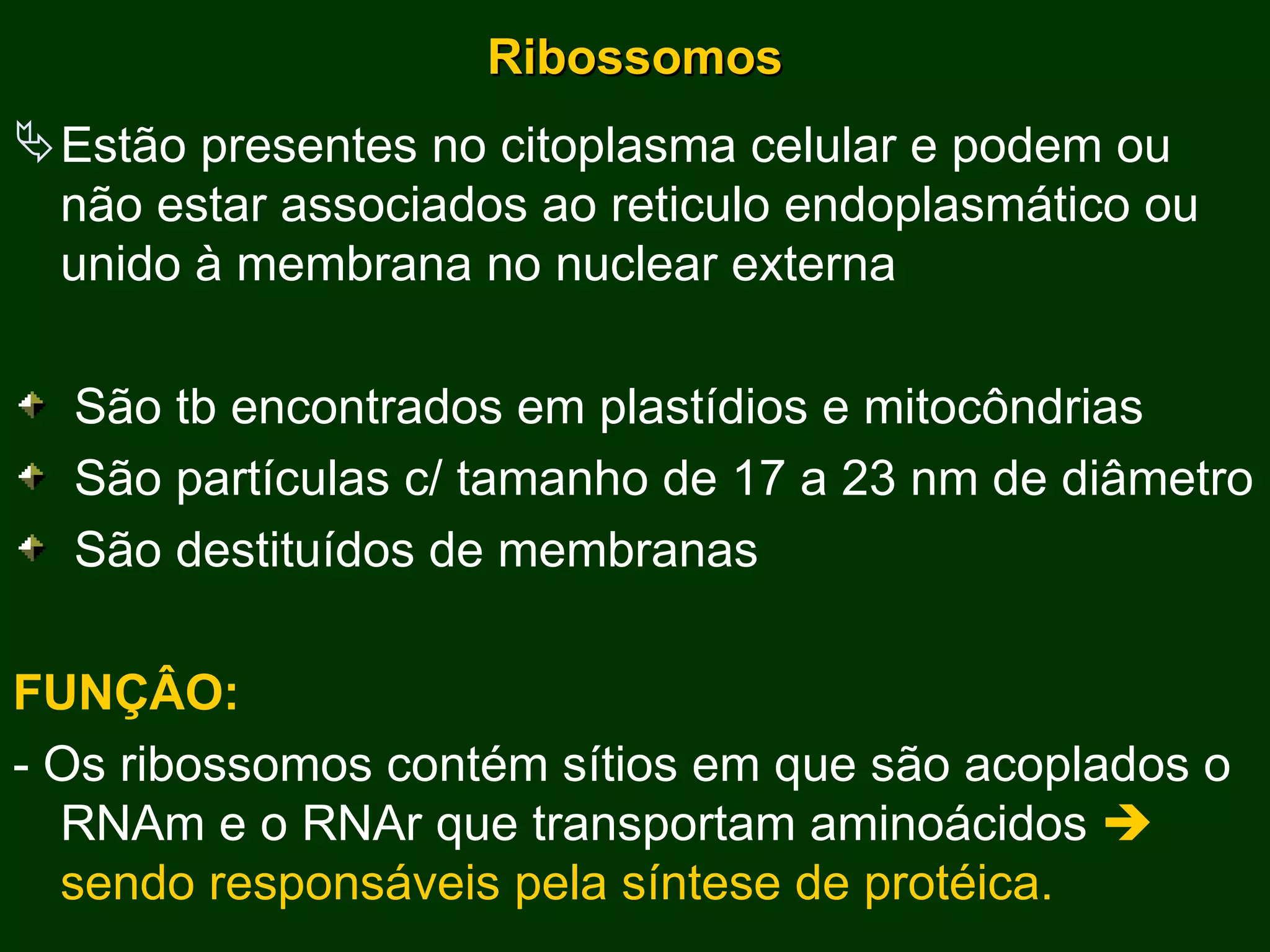 Ribossomos Estão presentes no citoplasma celular e podem ou não estar associados ao reticulo endoplasmático ou unido à membrana no nuclear externa São tb encontrados em plastídios e mitocôndrias São partículas c/ tamanho de 17 a 23 nm de diâmetro São destituídos de membranas FUNÇÂO: - Os ribossomos contém sítios em que são acoplados o RNAm e o RNAr que transportam aminoácidos    sendo responsáveis pela síntese de protéica. 