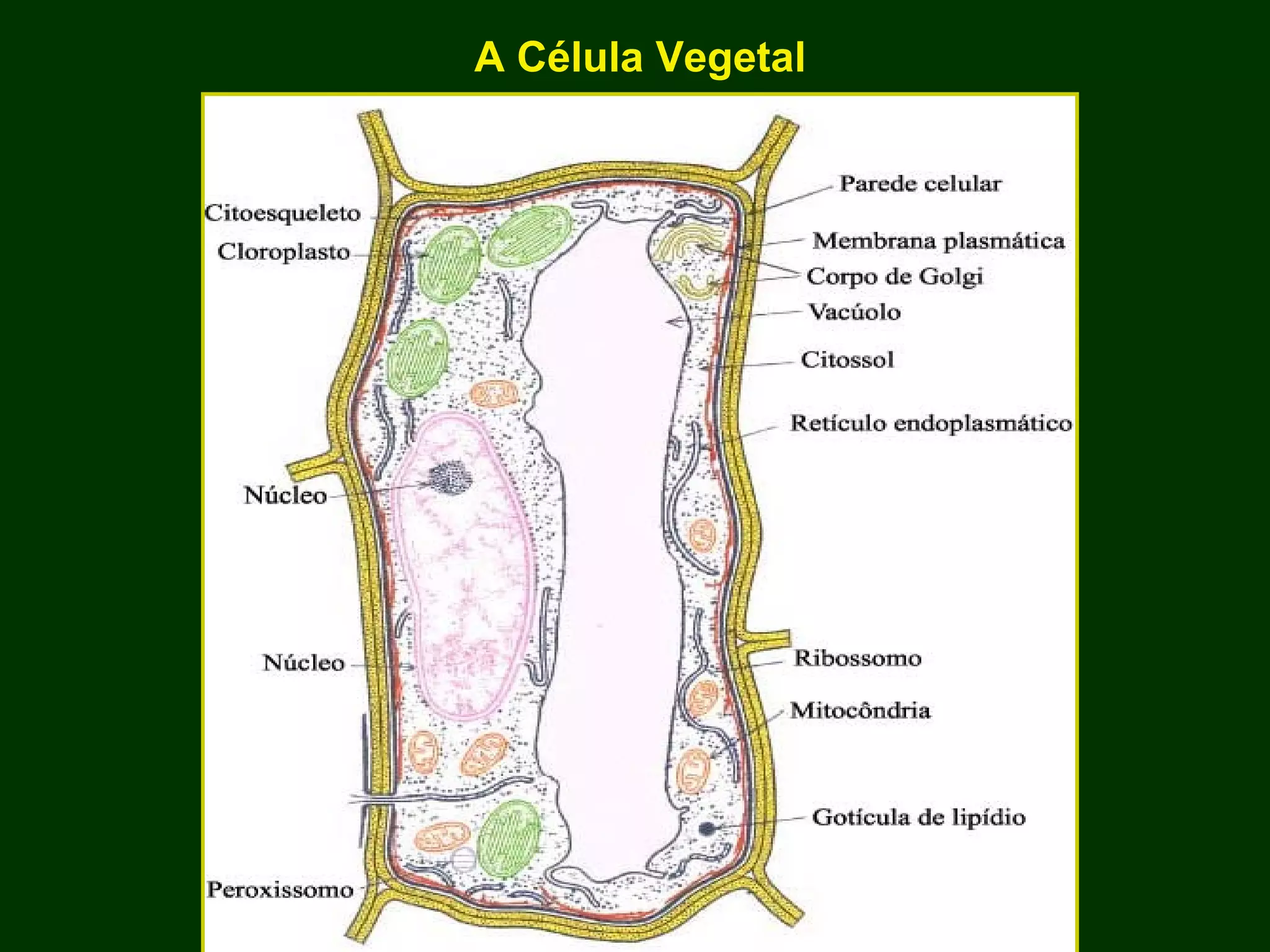 A Célula Vegetal                                                                                                                                                                                                                                          