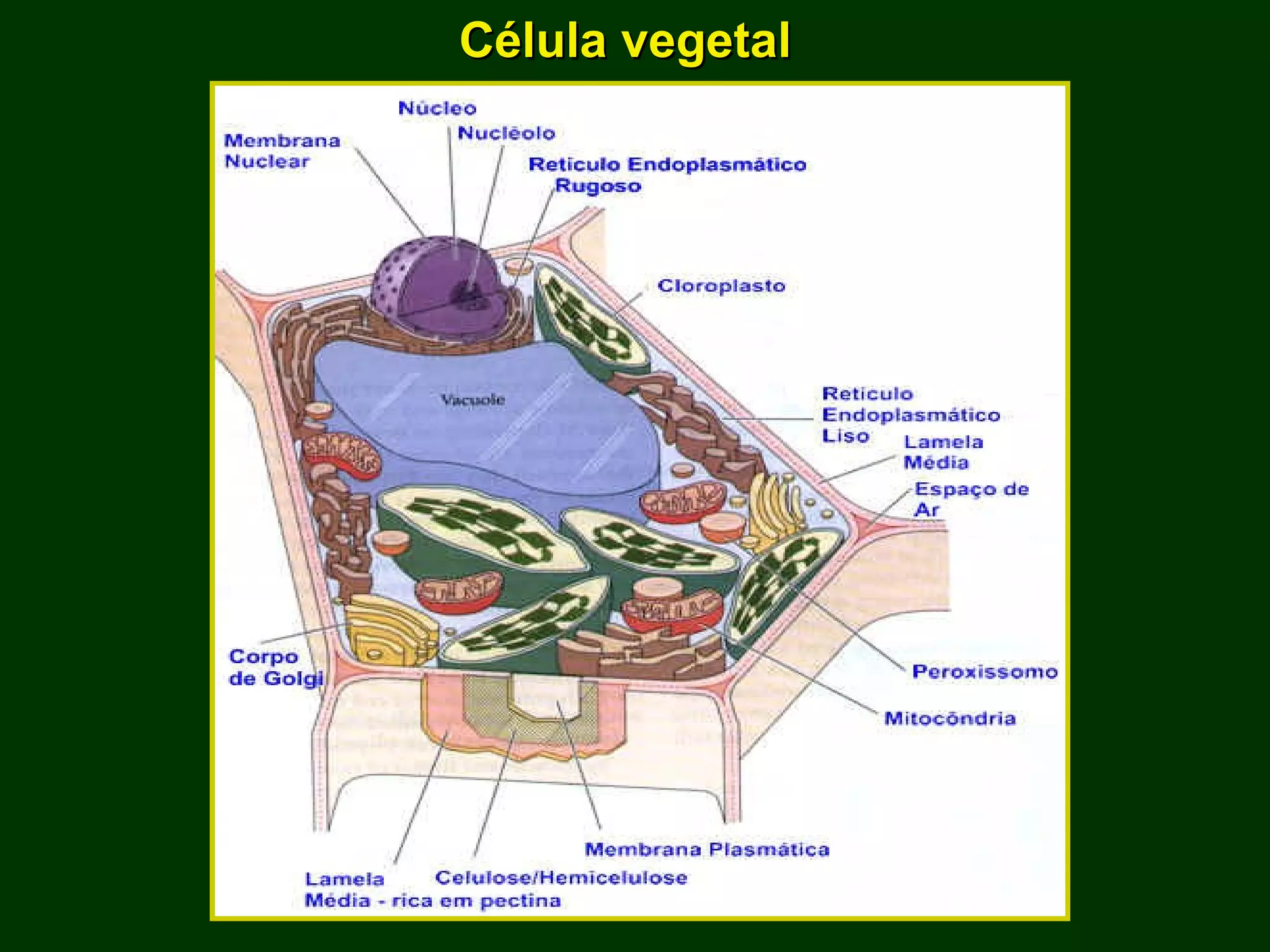 Célula vegetal 