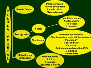C É L U L A V E G E T A L Parede Celular Núcleo Protoplasto Substâncias Ergásticas Parede primária Parede secundária Lamela média Plasmodesmas Citoplasma Envoltório nuclear Nucleoplasma Nucléolos Cromatina Membrana plasmática Citoplasma fundamental (hialoplasma) Plastídios** Mitocôndrias** Vacúolos* Retículo endoplasmático (SE) Golgi (SE) Ribossomas Grão de amido Lipídios Proteínas Açúcares e outros 