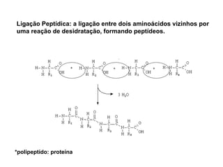 Ligação Peptídica: a ligação entre dois aminoácidos vizinhos por uma reação de desidratação, formando peptídeos. *polipeptído: proteína 