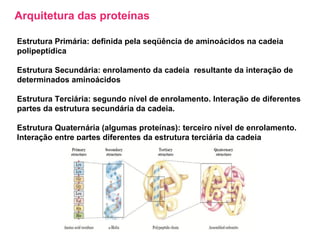 Arquitetura das proteínas Estrutura Primária: definida pela seqüência de aminoácidos na cadeia polipeptídica Estrutura Secundária: enrolamento da cadeia  resultante da interação de determinados aminoácidos Estrutura Terciária: segundo nível de enrolamento. Interação de diferentes partes da estrutura secundária da cadeia. Estrutura Quaternária (algumas proteínas): terceiro nível de enrolamento. Interação entre partes diferentes da estrutura terciária da cadeia 