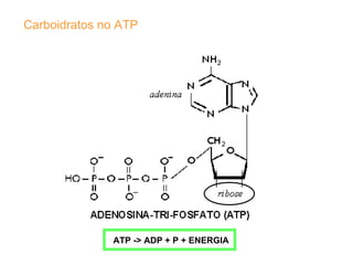 Carboidratos no ATP ATP -> ADP + P + ENERGIA 