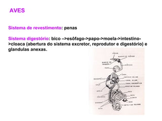 AVES Sistema de revestimento : penas Sistema digestório : bico –>esôfago->papo->moela->intestino->cloaca (abertura do sistema excretor, reprodutor e digestório) e glandulas anexas. 