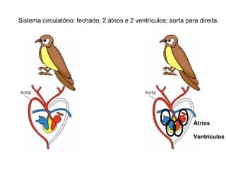 Sistema circulatório: fechado, 2 átrios e 2 ventrículos; aorta para direita. Átrios Ventriculos 