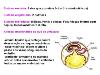 Sistema excretor : 2 rins que excretam ácido úrico (uricotélicos) Sistema respiratório : 2 pulmões Sistema reprodutor : dióicos. Pênis e cloaca. Fecundação interna com cópula. Desenvolvimento direto. Anexos embrionários do ovo de uma ave: -âmnio: líquido que protege contra dessecação e choques mecânicos -saco vitelínico: digere o vitelo e passa aos vasos sanguíneos do embrião -alantóide: armazena as excretas -cório: bolsa que envolve o embrião e todos os anexos embrionários 