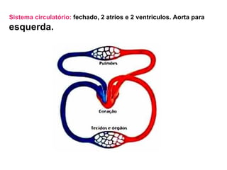 Sistema circulatório:  fechado, 2 atrios e 2 ventriculos. Aorta para  esquerda. 
