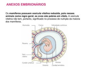 ANEXOS EMBRIONÁRIOS Os  mamíferos possuem vesícula vitelina reduzida, pois nesses animais como regra geral, os ovos são pobres em vitelo.  A vesícula vitelina não tem, portanto, significado no processo de nutrição da maioria dos mamíferos.  