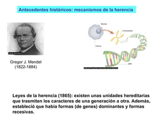 Gregor J. Mendel (1822-1884) Antecedentes históricos: mecanismos de la herencia  Leyes de la herencia (1865): existen unas unidades hereditarias que trasmiten los caracteres de una generación a otra. Además, estableció que había formas (de genes) dominantes y formas recesivas. 
