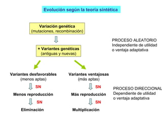Evolución según la teoría sintética  Variación genética (mutaciones, recombinación) + Variantes genéticas (antiguas y nuevas) Variantes desfavorables (menos aptas) Variantes ventajosas (más aptas) Menos reproducción Más reproducción Eliminación Multiplicación PROCESO ALEATORIO Independiente de utilidad o ventaja adaptativa PROCESO DIRECCIONAL Dependiente de utilidad o ventaja adaptativa SN SN SN SN 