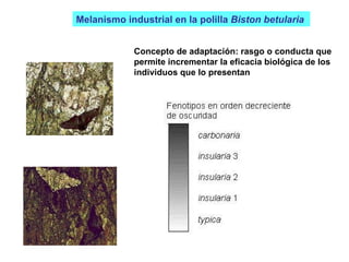 Concepto de adaptación: rasgo o conducta que permite incrementar la eficacia biológica de los  individuos que lo presentan Melanismo industrial en la polilla  Biston betularia   