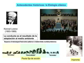Antecedentes históricos: la Etología clásica  Konrad Lorenz (1903-1989) ímpronta Pauta fija de acción La conducta es el resultado de la adaptación al medio ambiente 