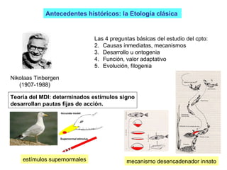 Antecedentes históricos: la Etología clásica  Nikolaas Tinbergen (1907-1988) Las 4 preguntas básicas del estudio del cpto: Causas inmediatas, mecanismos Desarrollo u ontogenia Función, valor adaptativo Evolución, filogenia mecanismo desencadenador innato estímulos supernormales Teoría del MDI: determinados estímulos signo desarrollan pautas fijas de acción.  