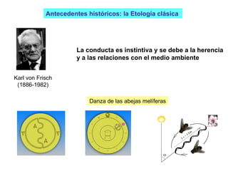 Danza de las abejas melíferas Antecedentes históricos: la Etología clásica  Karl von Frisch (1886-1982) La conducta es instintiva y se debe a la herencia y a las relaciones con el medio ambiente 
