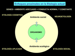 Enfoques proximales en la Etología actual Ambiente ecológico Ambiente social ORGANISMO GENES + AMBIENTE ADECUADO = CONDUCTA NORMAL Y CONSTANTE ETOLOGÍA COGNITIVA ETOLOGÍA APLICADA NEUROETOLOGÍA  ETOLOGÍA SOCIAL 
