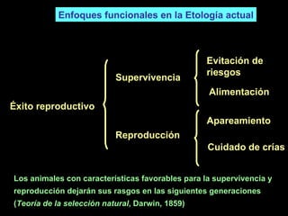 Éxito reproductivo Supervivencia Reproducción Evitación de riesgos Alimentación Apareamiento Cuidado de crías Enfoques funcionales en la Etología actual Los animales con características favorables para la supervivencia y  reproducción dejarán sus rasgos en las siguientes generaciones ( Teoría de la selección natural , Darwin, 1859) 
