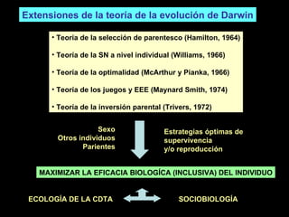 Extensiones de la teoría de la evolución de Darwin Teoría de la selección de parentesco (Hamilton, 1964) Teoría de la SN a nivel individual (Williams, 1966) Teoría de la optimalidad (McArthur y Pianka, 1966) Teoría de los juegos y EEE (Maynard Smith, 1974) Teoría de la inversión parental (Trivers, 1972) Estrategias óptimas de  supervivencia y/o reproducción Sexo Otros individuos Parientes MAXIMIZAR LA EFICACIA BIOLOGÍCA (INCLUSIVA) DEL INDIVIDUO SOCIOBIOLOGÍA ECOLOGÍA DE LA CDTA 