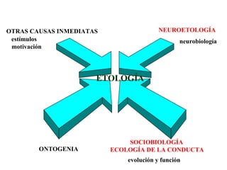 NEUROETOLOGÍA  SOCIOBIOLOGÍA ECOLOGÍA DE LA CONDUCTA ETOLOGÍA OTRAS CAUSAS INMEDIATAS   ONTOGENIA estímulos motivación evolución y función   neurobiología 