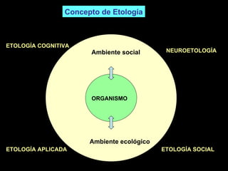 Concepto de Etología Ambiente ecológico Ambiente social ORGANISMO ETOLOGÍA COGNITIVA ETOLOGÍA APLICADA NEUROETOLOGÍA  ETOLOGÍA SOCIAL 