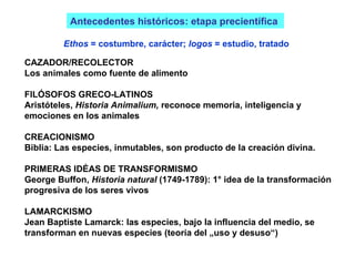 Antecedentes históricos: etapa precientífica  CAZADOR/RECOLECTOR Los animales como fuente de alimento FILÓSOFOS GRECO-LATINOS Aristóteles,  Historia Animalium,  reconoce memoria, inteligencia y emociones en los animales CREACIONISMO Biblia: Las especies, inmutables, son producto de la creación divina. PRIMERAS IDÉAS DE TRANSFORMISMO George Buffon,  Historia natural  (1749-1789): 1° idea de la transformación progresiva de los seres vivos LAMARCKISMO Jean Baptiste Lamarck: las especies, bajo la influencia del medio, se  transforman en nuevas especies (teoría del „uso y desuso“)   Ethos  = costumbre, carácter;  logos  = estudio, tratado 