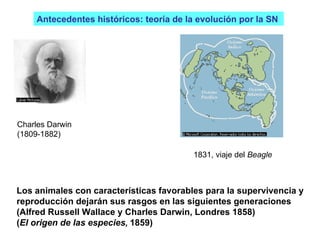 Charles Darwin (1809-1882) Antecedentes históricos: teoría de la evolución por la SN  1831, viaje del  Beagle Los animales con características favorables para la supervivencia y  reproducción dejarán sus rasgos en las siguientes generaciones (Alfred Russell Wallace y Charles Darwin, Londres 1858)  ( El origen de las especies ,  1859) 