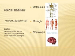    Osteología
CONCEPTOS FUNDAMENTALES




•   ANATOMIA DESCRIPTIVA      Miología


Explica
extensamente, forma
relación y apariencia de
                              Neurológia
cada elemento biológico
 