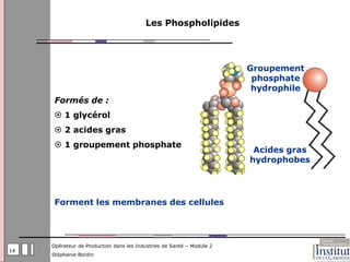 Les Phospholipides




                                                                       Groupement
                                                                        phosphate
                                                                        hydrophile
      Formés de :
       1 glycérol
       2 acides gras
       1 groupement phosphate
                                                                        Acides gras
                                                                       hydrophobes




      Forment les membranes des cellules




     Opérateur de Production dans les Industries de Santé – Module 2
14
     Stéphanie Bordin
 