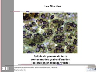 Les Glucides




                             Cellule de pomme de terre
                           contenant des grains d’amidon
                           (coloration en bleu par l’iode)
    Opérateur de Production dans les Industries de Santé – Module 2
9
    Stéphanie Bordin
 