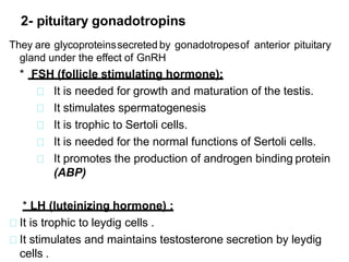 They are glycoproteinssecreted by gonadotropesof anterior pituitary
gland under the effect of GnRH
* FSH (follicle stimulating hormone):
It is needed for growth and maturation of the testis.
It stimulates spermatogenesis
It is trophic to Sertoli cells.
It is needed for the normal functions of Sertoli cells.
It promotes the production of androgen binding protein
(ABP)
* LH (luteinizing hormone) :
It is trophic to leydig cells .
It stimulates and maintains testosterone secretion by leydig
cells .
2- pituitary gonadotropins
 