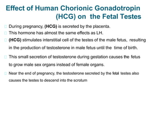 Effect of Human Chorionic Gonadotropin
(HCG) on the Fetal Testes
During pregnancy, (HCG) is secreted by the placenta.
This hormone has almost the same effects as LH.
(HCG) stimulates interstitial cell of the testes of the male fetus, resulting
in the production of testosterone in male fetus until the time of birth.
This small secretion of testosterone during gestation causes the fetus
to grow male sex organs instead of female organs.
Near the end of pregnancy, the testosterone secreted by the fetal testes also
causes the testes to descend into the scrotum
 
