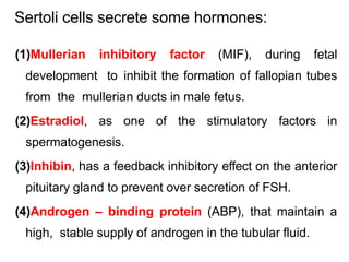 (1)Mullerian inhibitory factor (MIF), during fetal
development to inhibit the formation of fallopian tubes
from the mullerian ducts in male fetus.
(2)Estradiol, as one of the stimulatory factors in
spermatogenesis.
(3)Inhibin, has a feedback inhibitory effect on the anterior
pituitary gland to prevent over secretion of FSH.
(4)Androgen – binding protein (ABP), that maintain a
high, stable supply of androgen in the tubular fluid.
Sertoli cells secrete some hormones:
 