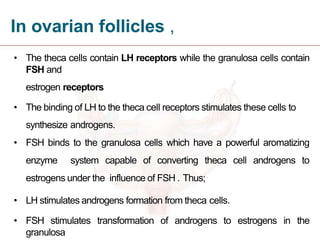 In ovarian follicles ,
• The theca cells contain LH receptors while the granulosa cells contain
FSH and
estrogen receptors
• The binding of LH to the theca cell receptors stimulates these cells to
synthesize androgens.
• FSH binds to the granulosa cells which have a powerful aromatizing
enzyme system capable of converting theca cell androgens to
estrogens under the influence of FSH . Thus;
• LH stimulates androgens formation from theca cells.
• FSH stimulates transformation of androgens to estrogens in the
granulosa
 