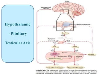 Hypothalamic
- Pituitary
TesticularAxis
 