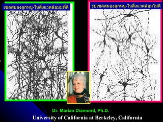 รูปเซลสมองลูกหนู - ในสิ่งแวดล้อมไม่ดี เซลสมองลูกหนู - ในสิ่งแวดล้อมมที่ดี University of California at Berkeley,  California Dr. Marian Diamond, Ph.D. 