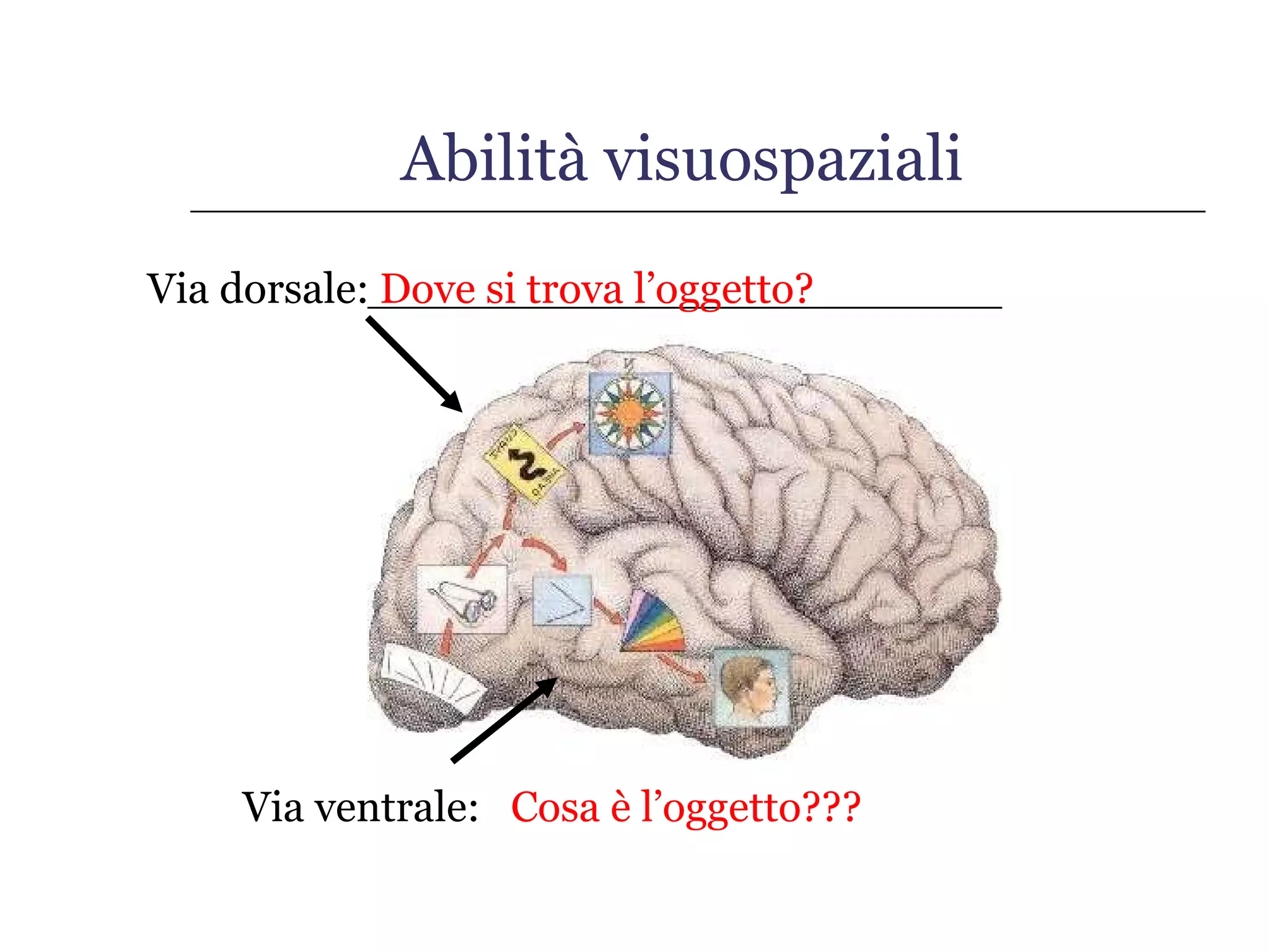 Abilità visuospaziali Via dorsale:  Dove si trova l’oggetto?  Via ventrale:   Cosa è l’oggetto??? 