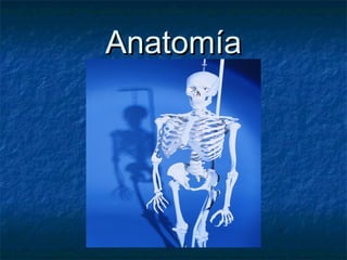 AnatomíaAnatomía
 