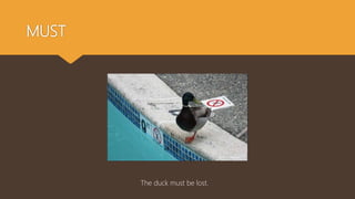 MUST
The duck must be lost.
 