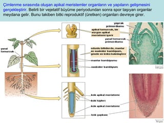 1 ders-bitki-anatomisine-giris | PPT
