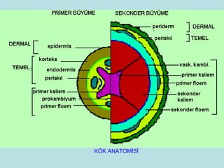 1 ders-bitki-anatomisine-giris | PPT