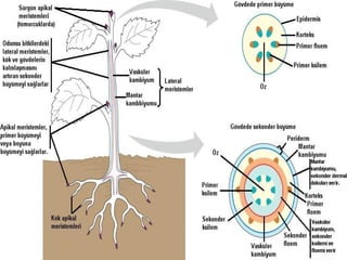 1 ders-bitki-anatomisine-giris | PPT