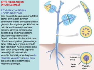 1 ders-bitki-anatomisine-giris | PPT
