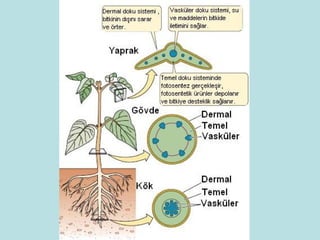 1 ders-bitki-anatomisine-giris | PPT