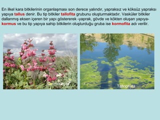 1 ders-bitki-anatomisine-giris | PPT