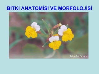 Ilk Kara Bitkileri Ortaya çıkıyor