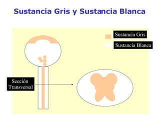 Sustancia Gris y Sustancia Blanca Sustancia Gris Sustancia Blanca Sección  Transversal Sustancia gris Sección transversal Sustancia blanca 
