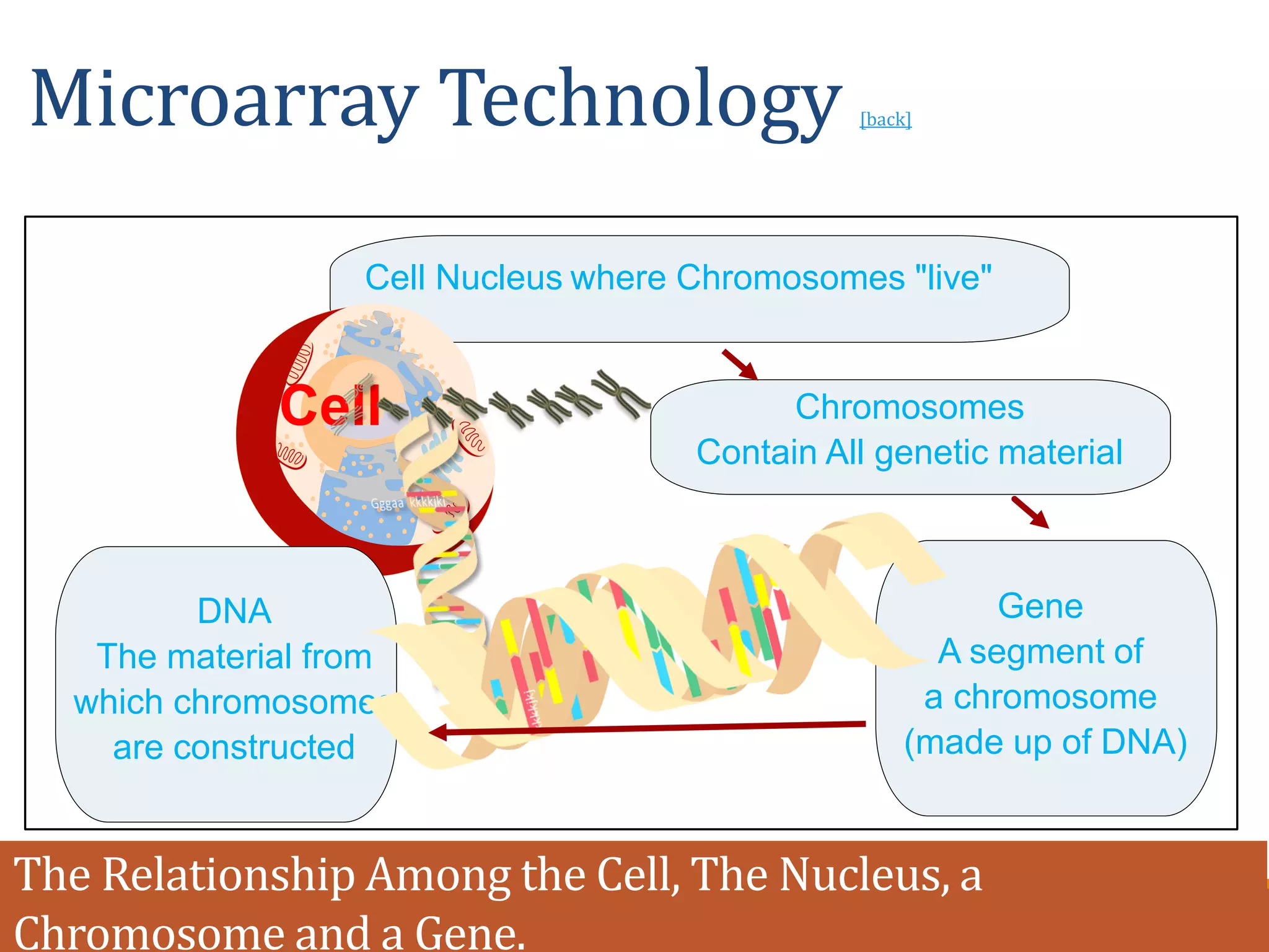 The Relationship Among the Cell, The Nucleus, a
Chromosome and a Gene.
Cell Nucleus where Chromosomes "live"
Cell Chromosomes
Contain All genetic material
DNA
The material from
which chromosomes
are constructed
Gene
A segment of
a chromosome
(made up of DNA)
Microarray Technology [back]
 