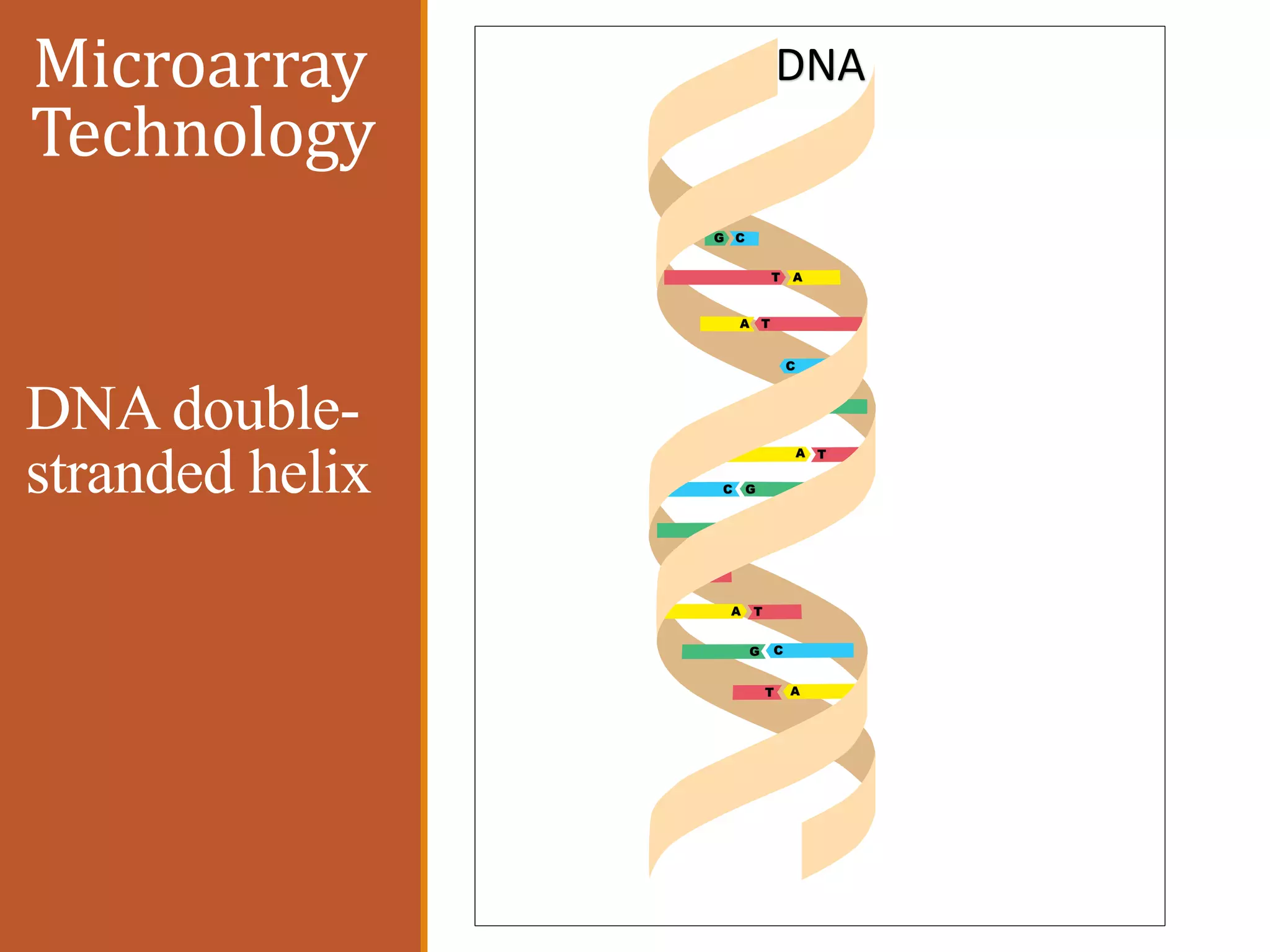 DNA double-
stranded helix
DNA
AA
CG
T A
A T
C
A
CG
A T
T
C G
T
Microarray
Technology
 